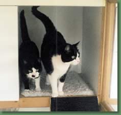 Contented cats at Kirk View Cattery