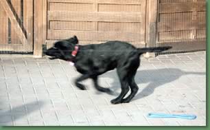 Happy dog playing